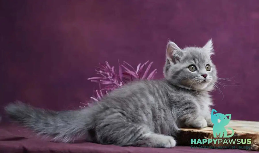 Yuri Munchkin male blue spotted tabby - live animals