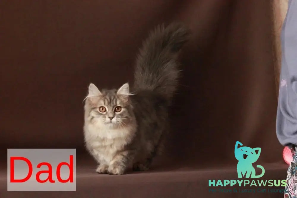 Yuri Munchkin male blue spotted tabby - live animals