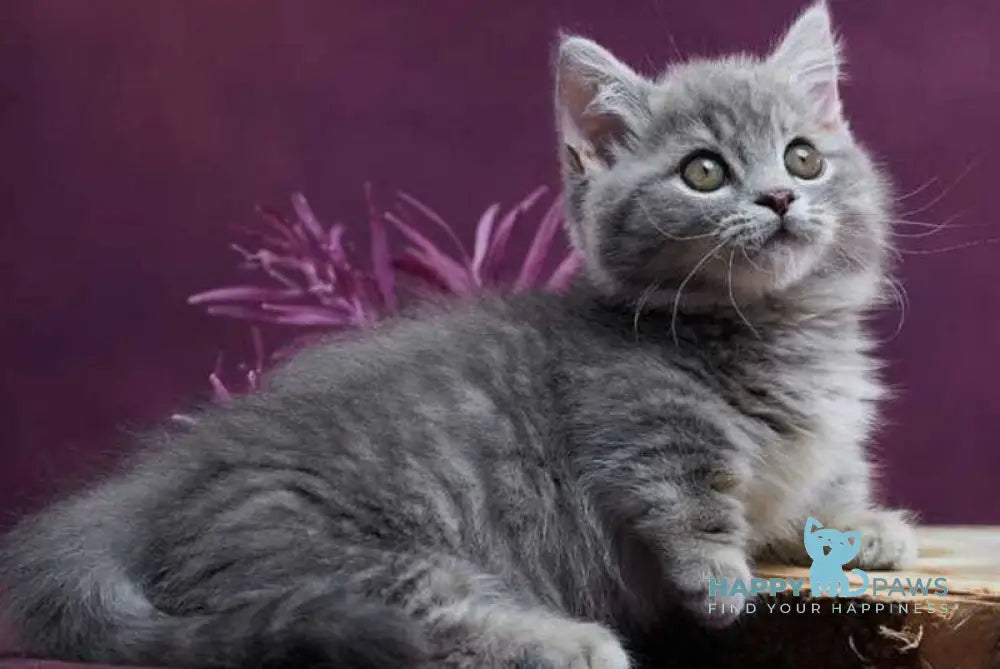 Yuri Munchkin male blue spotted tabby - live animals