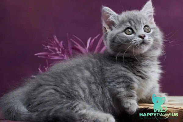 Yuri Munchkin male blue spotted tabby - live animals