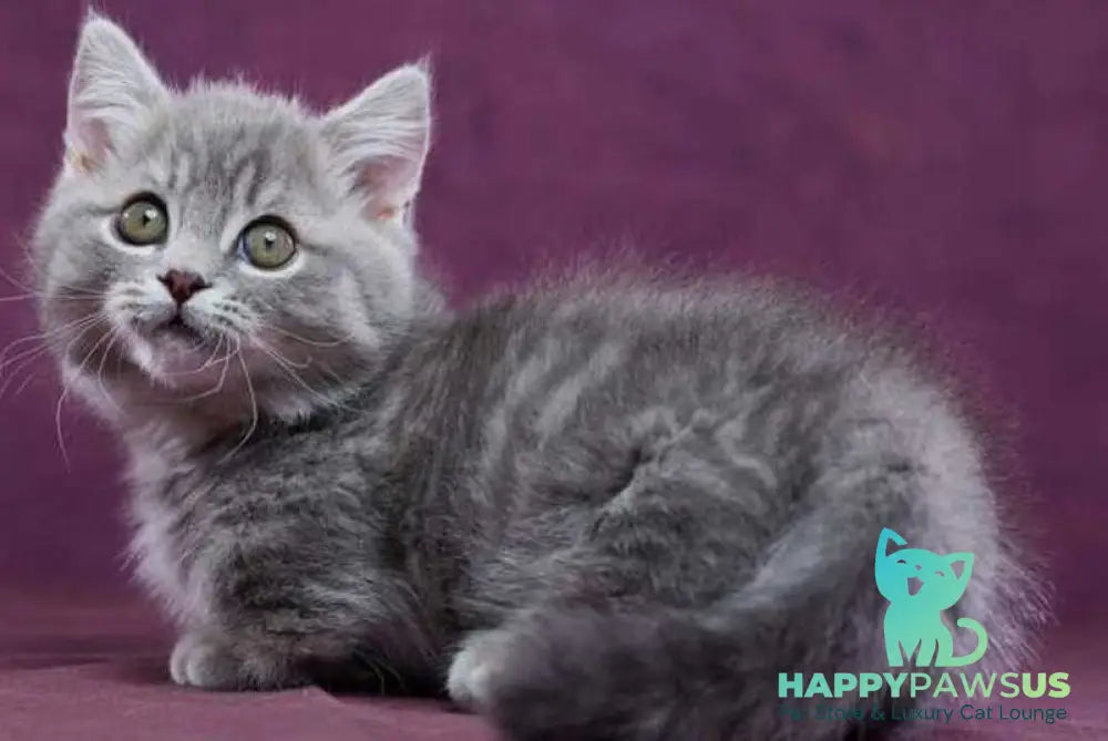 Yuri Munchkin male blue spotted tabby - live animals