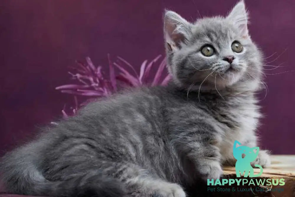 Yuri Munchkin male blue spotted tabby - live animals