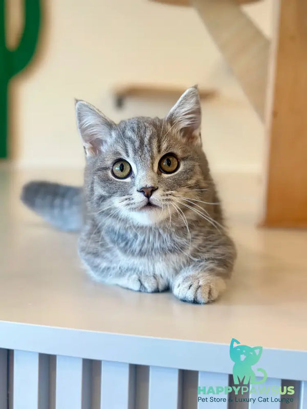 Yuri Munchkin male blue spotted tabby - live animals