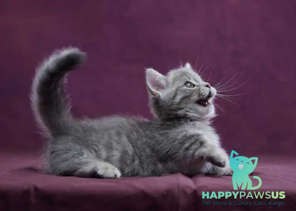 Yuri Munchkin male blue spotted tabby - live animals