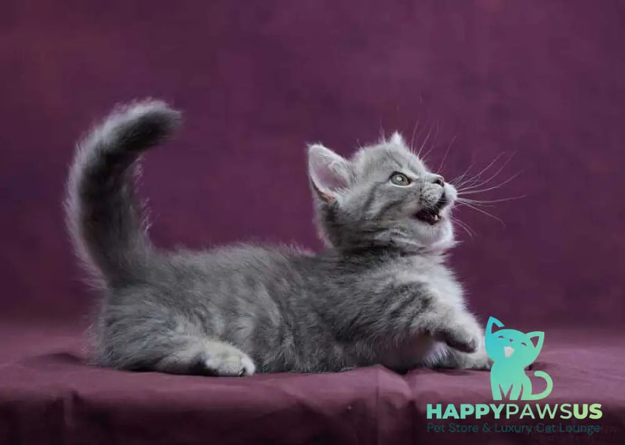 Yuri Munchkin male blue spotted tabby - live animals