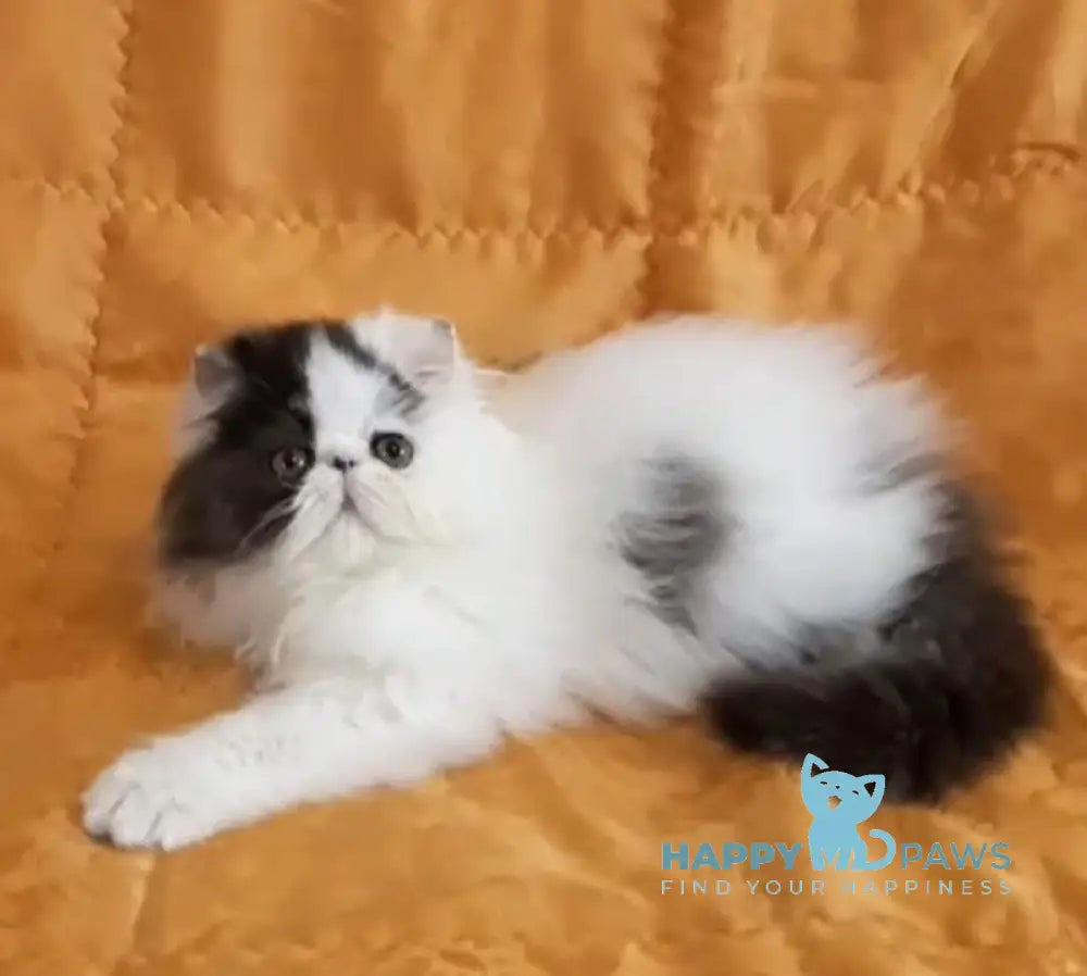 Yuri Persian male black silver van live animals