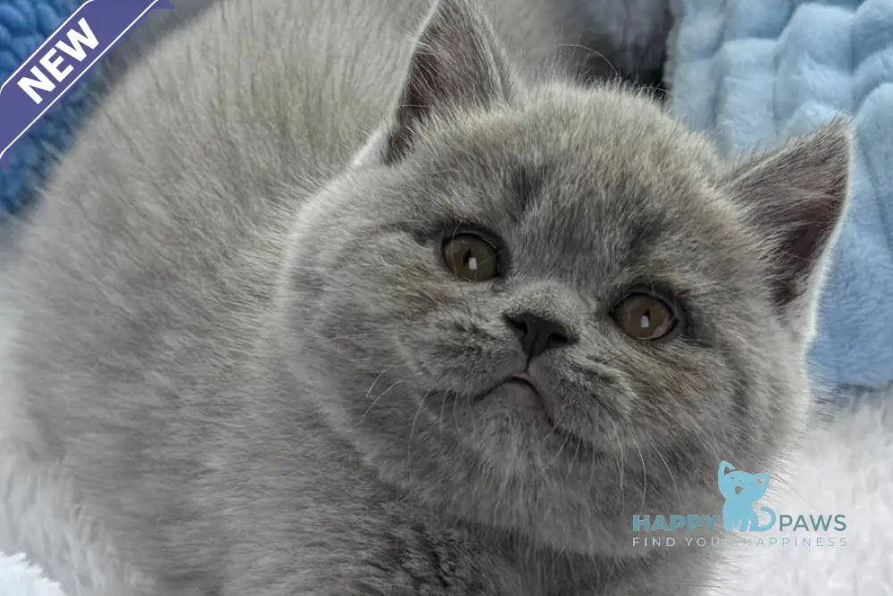 Yuri Scottish Straight male blue live animals