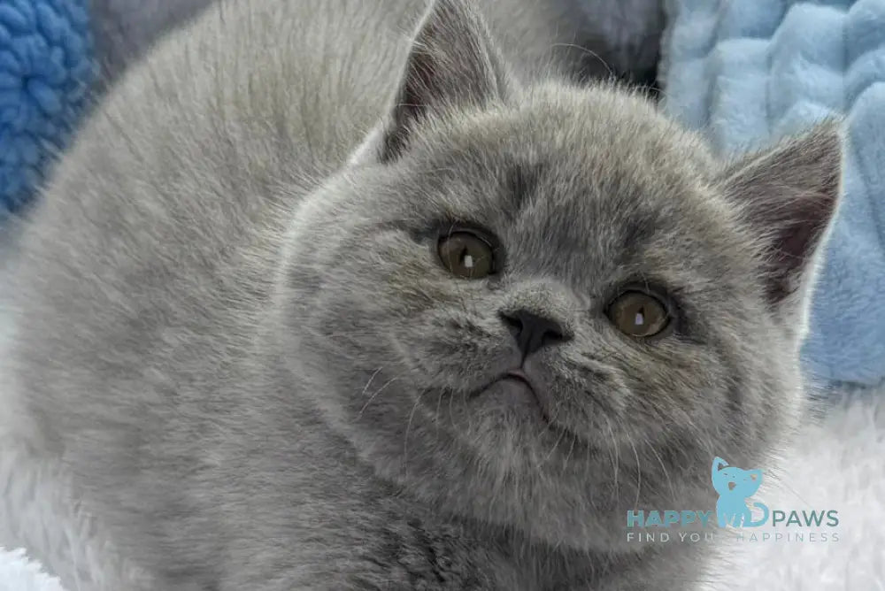Yuri Scottish Straight male blue live animals