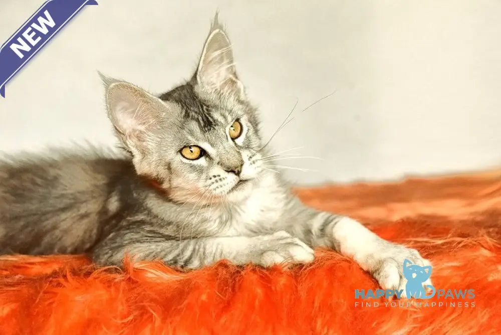 Yusef Maine Coon male black silver ticked tabby live animals