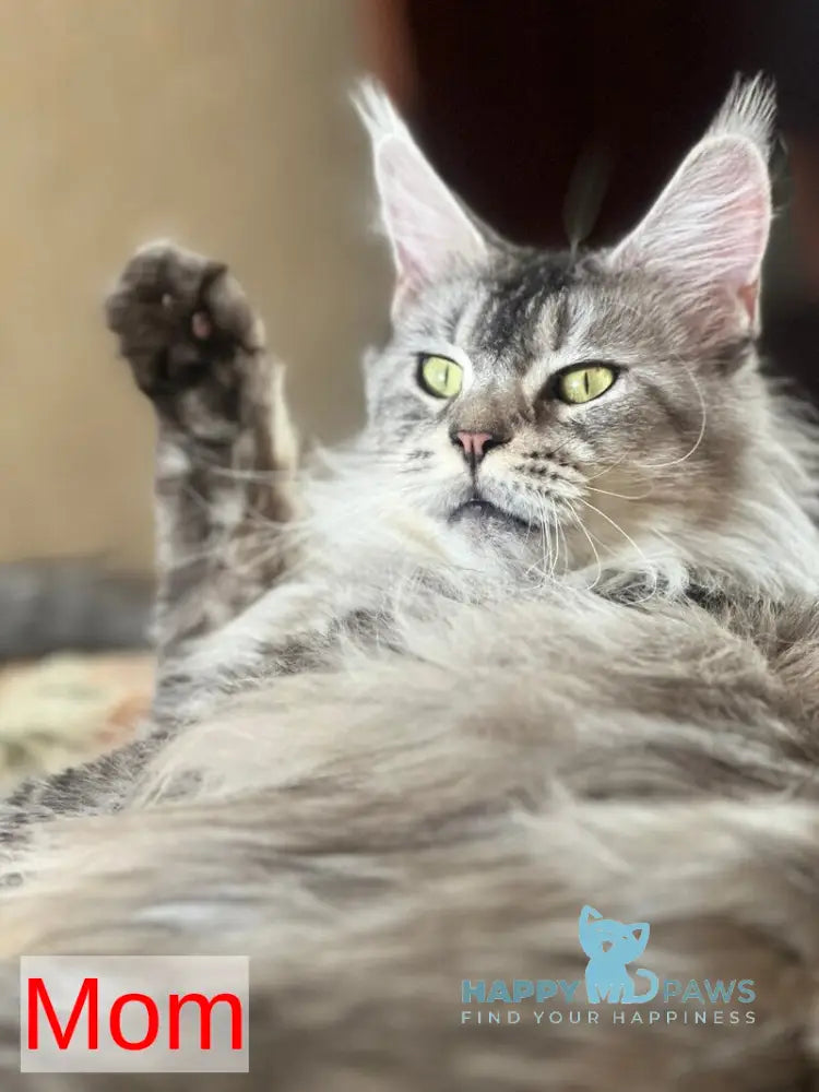 Yusef Maine Coon male black silver ticked tabby live animals