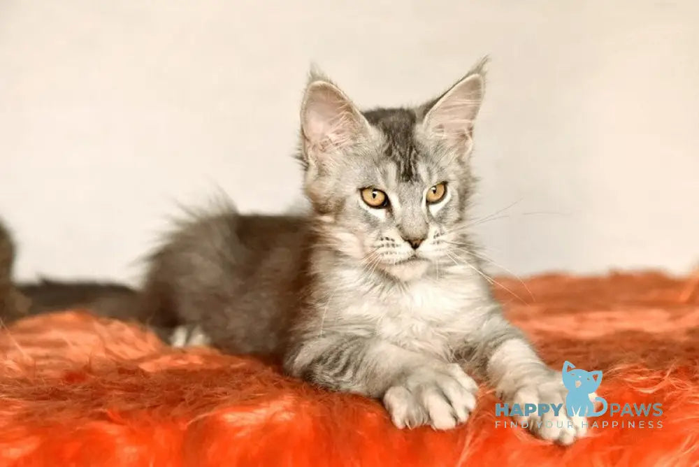 Yusef Maine Coon male black silver ticked tabby live animals