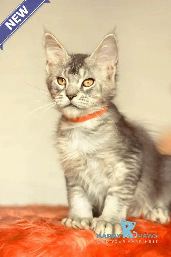 Yusef Maine Coon male black silver ticked tabby live animals