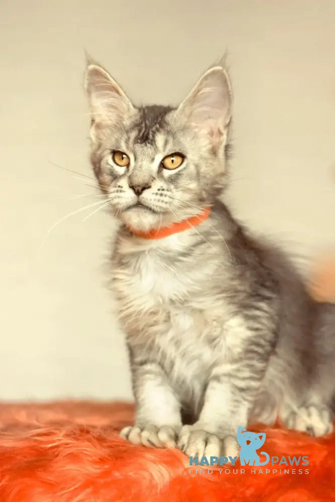 Yusef Maine Coon male black silver ticked tabby live animals