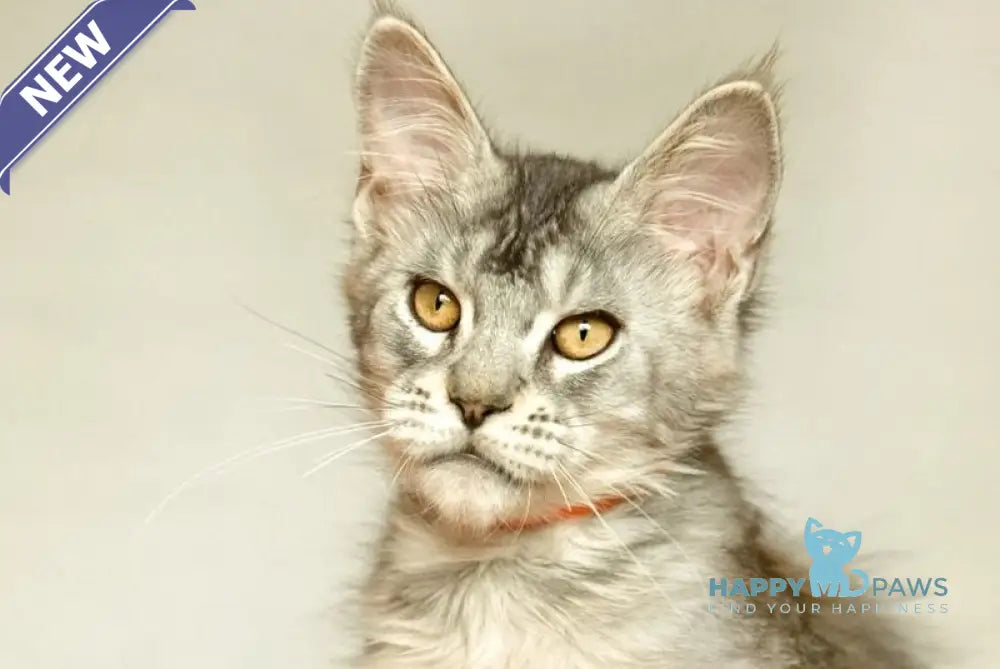 Yusef Maine Coon male black silver ticked tabby live animals