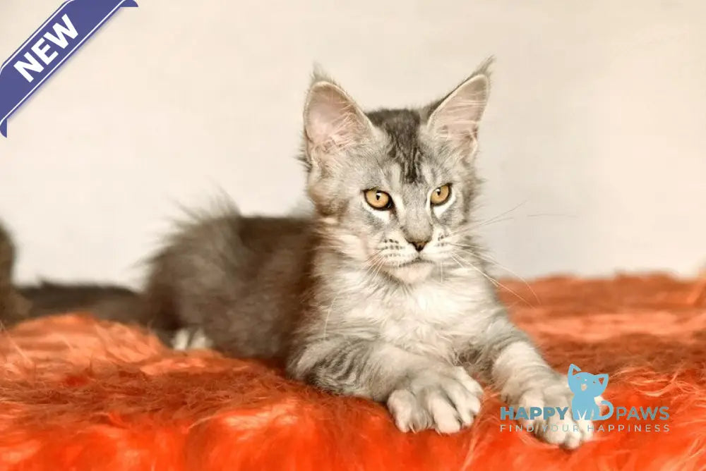 Yusef Maine Coon male black silver ticked tabby live animals