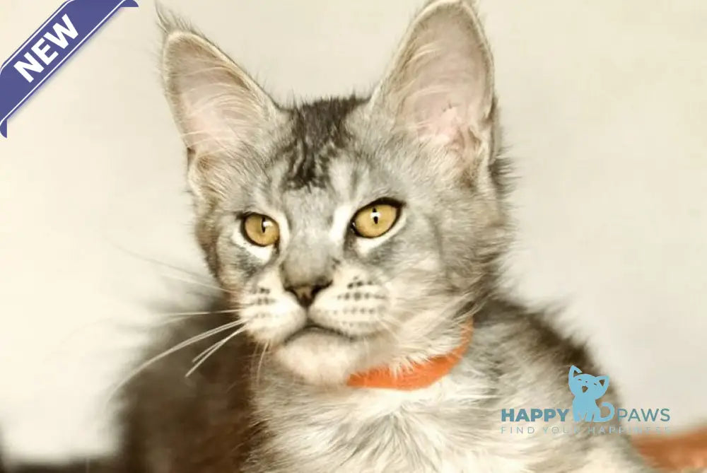 Yusef Maine Coon male black silver ticked tabby live animals