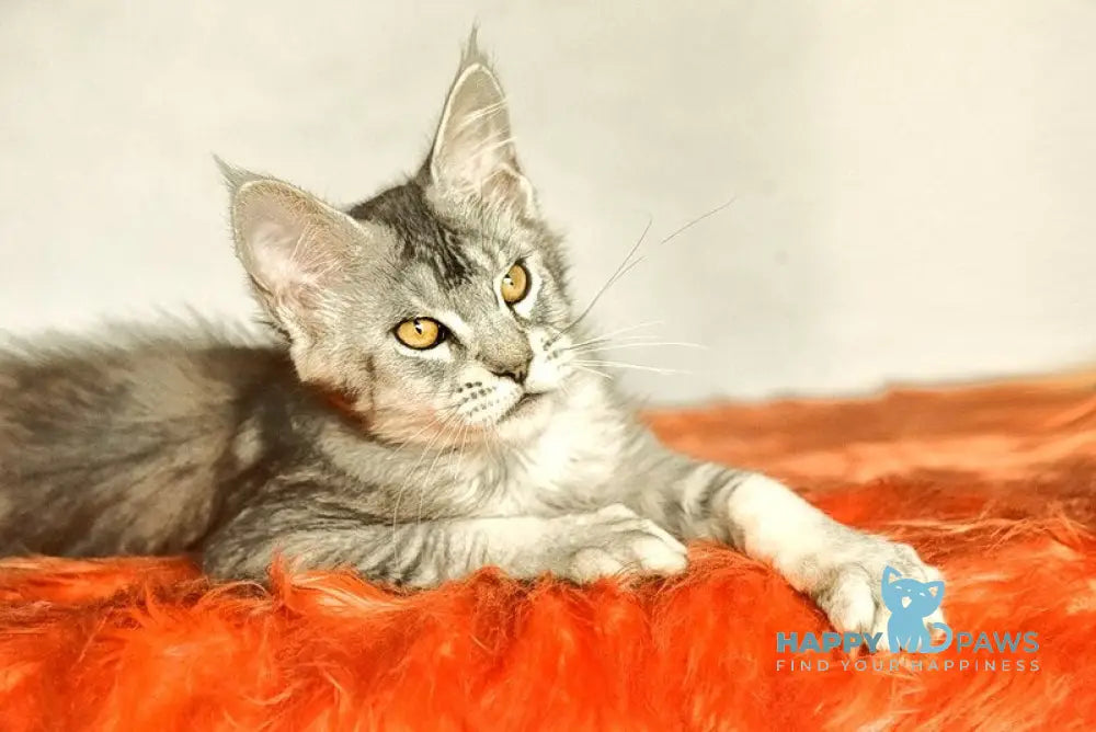 Yusef Maine Coon male black silver ticked tabby live animals