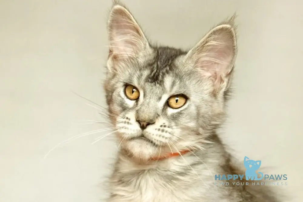 Yusef Maine Coon male black silver ticked tabby live animals