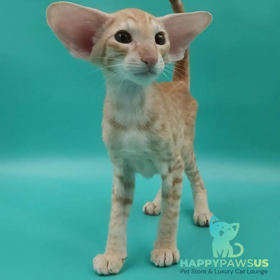Yussuf Oriental Shorthair male red spotted tabby - live animals