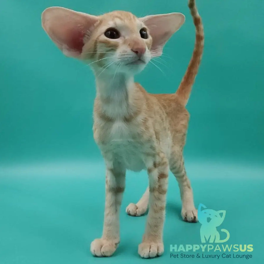 Yussuf Oriental Shorthair male red spotted tabby - live animals