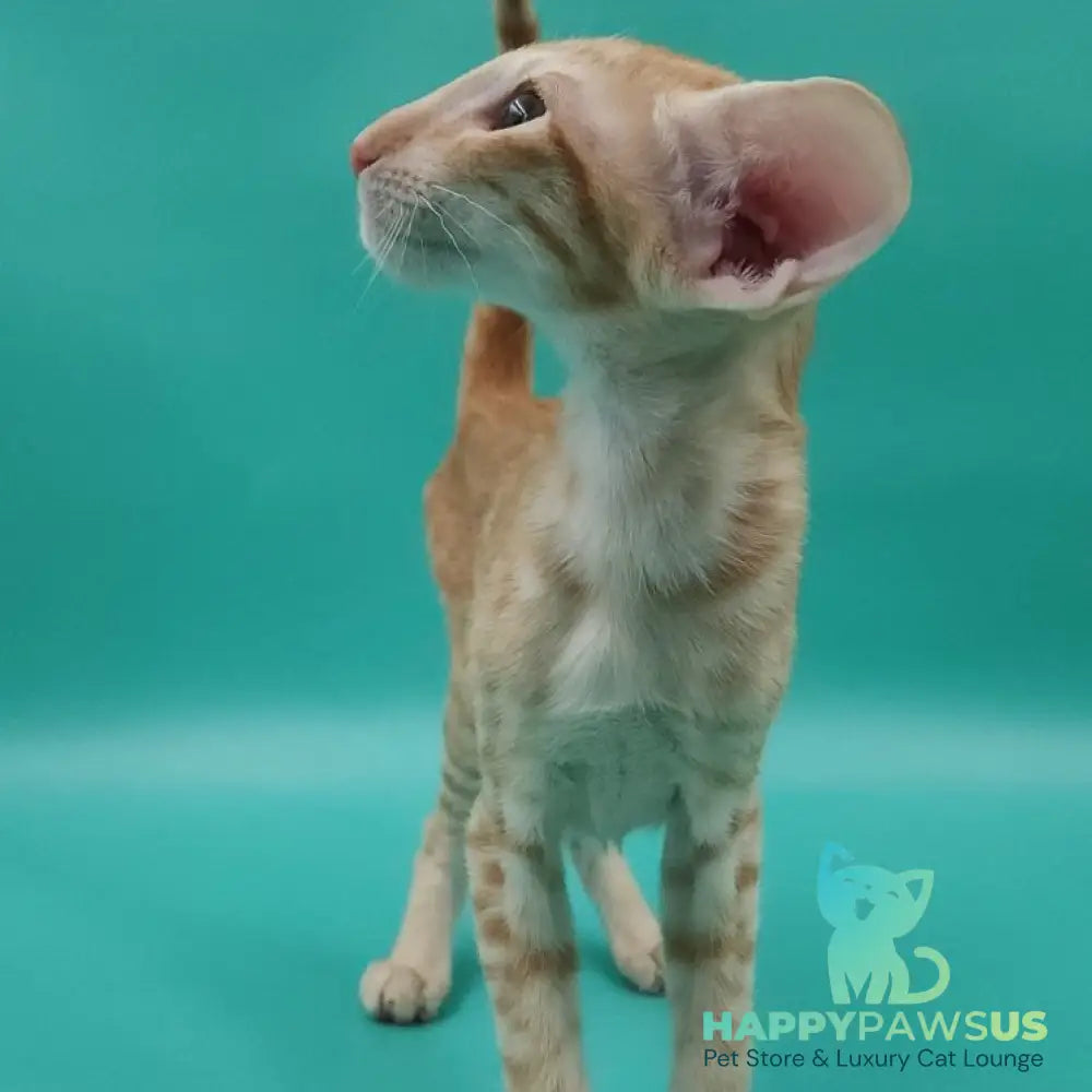 Yussuf Oriental Shorthair male red spotted tabby - live animals