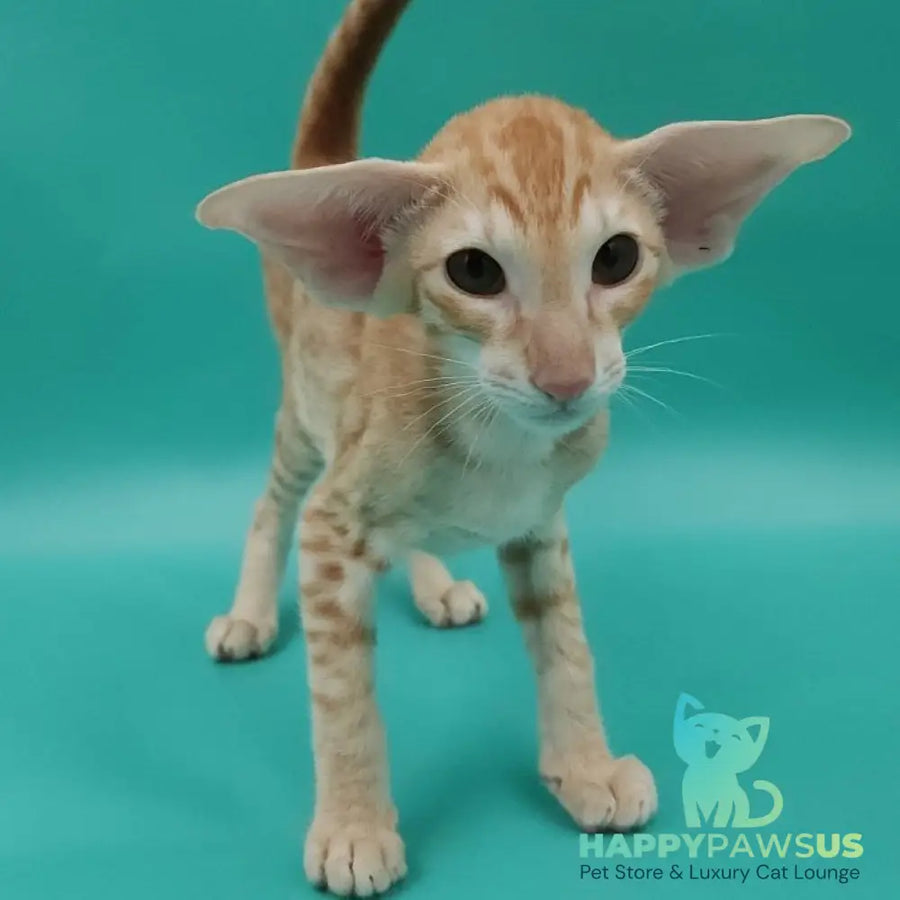 Yussuf Oriental Shorthair male red spotted tabby - live animals
