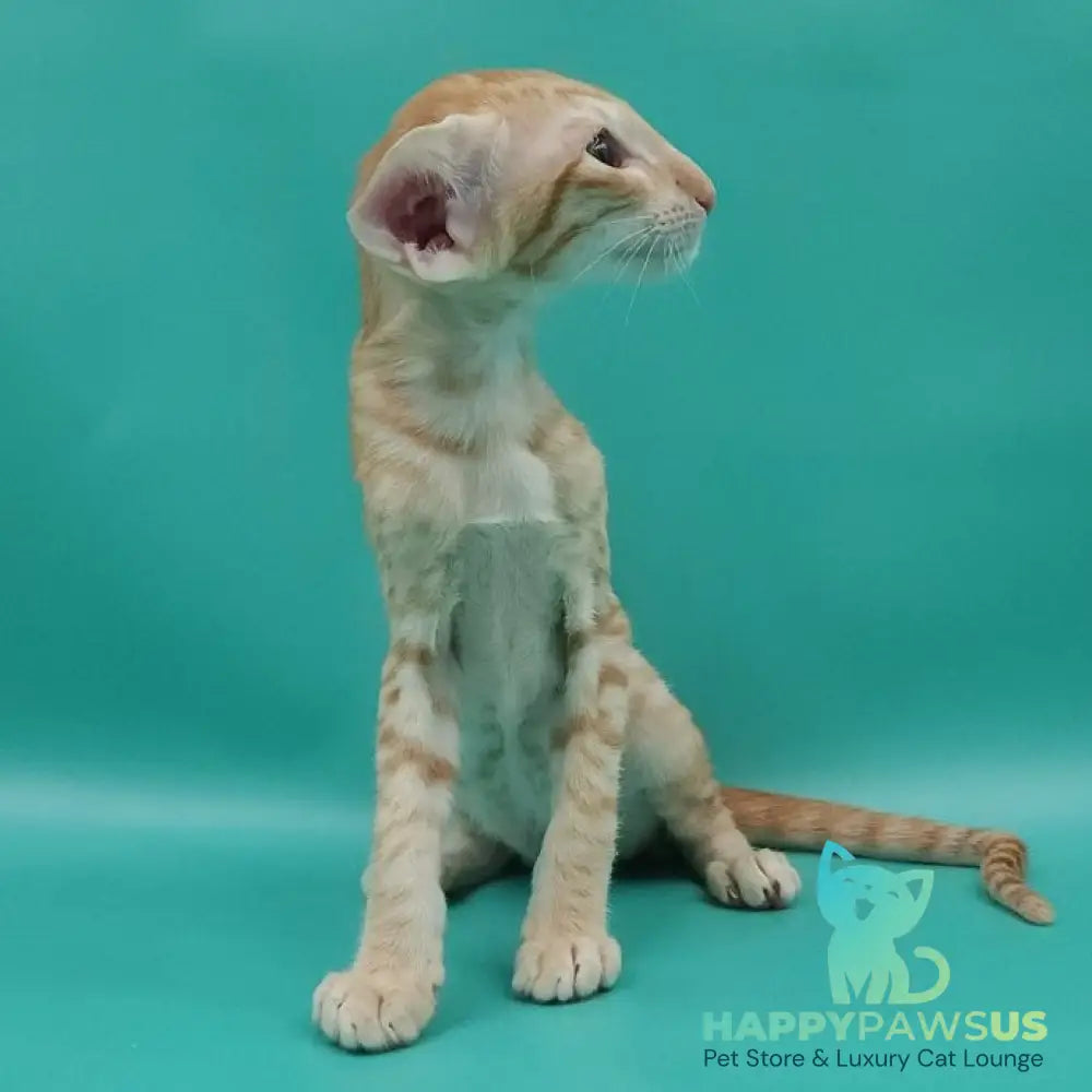 Yussuf Oriental Shorthair male red spotted tabby - live animals
