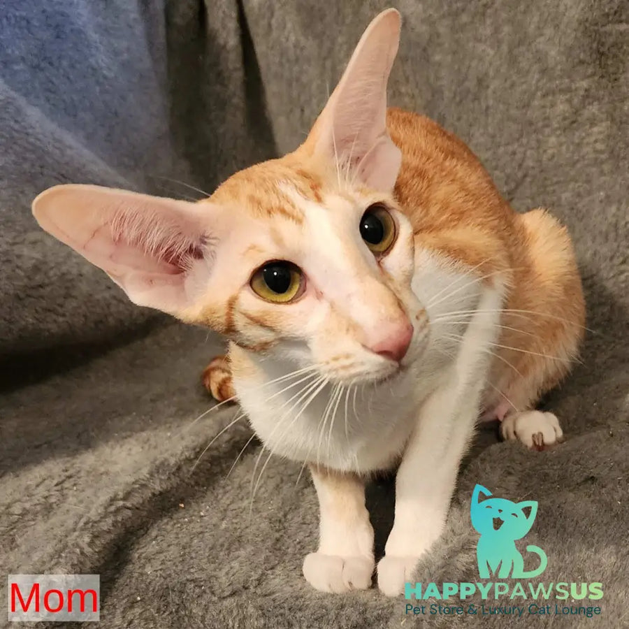 Yussuf Oriental Shorthair male red spotted tabby - live animals
