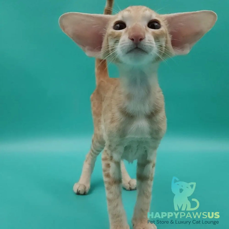 Yussuf Oriental Shorthair male red spotted tabby - live animals