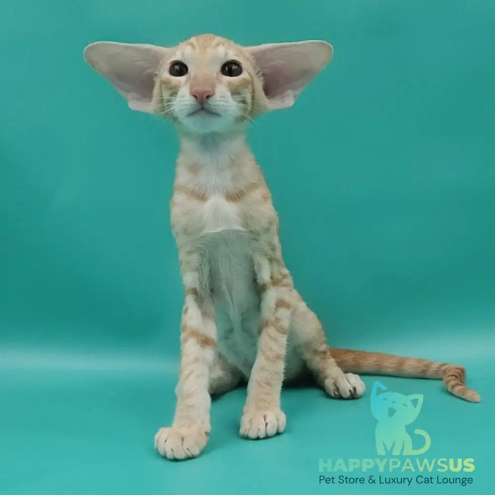 Yussuf Oriental Shorthair male red spotted tabby - live animals