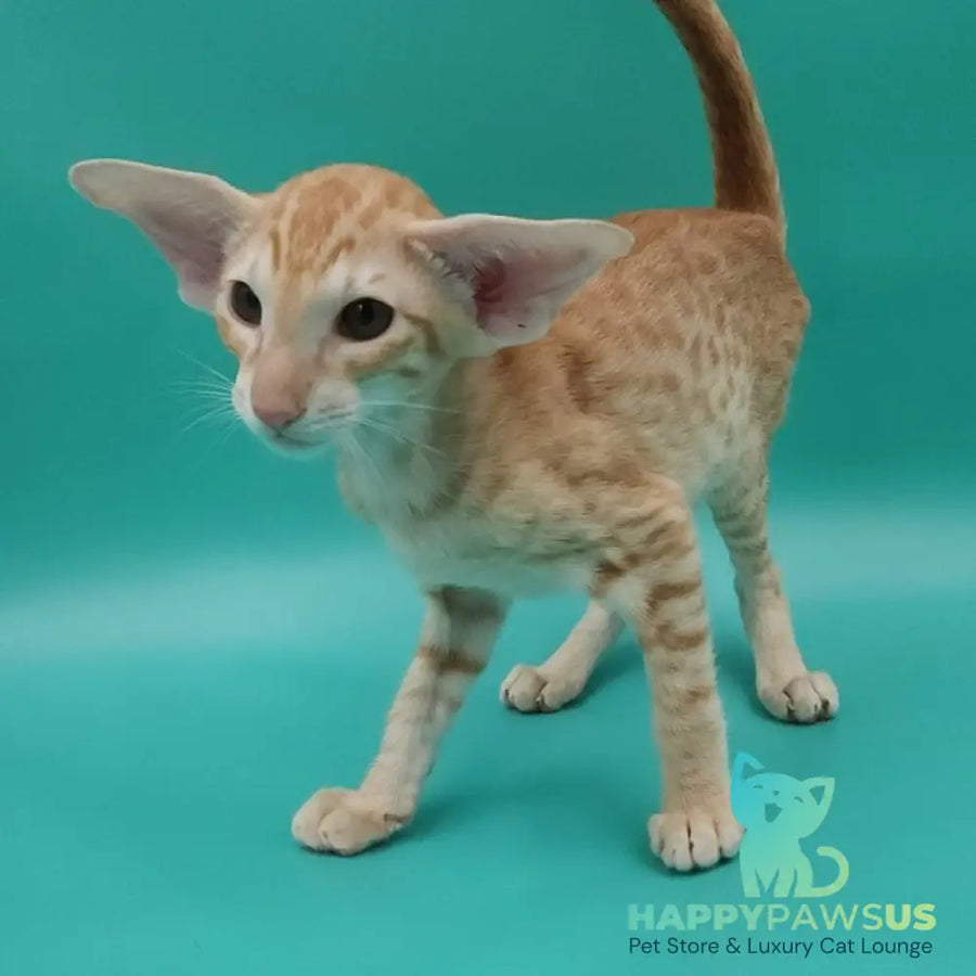 Yussuf Oriental Shorthair male red spotted tabby - live animals