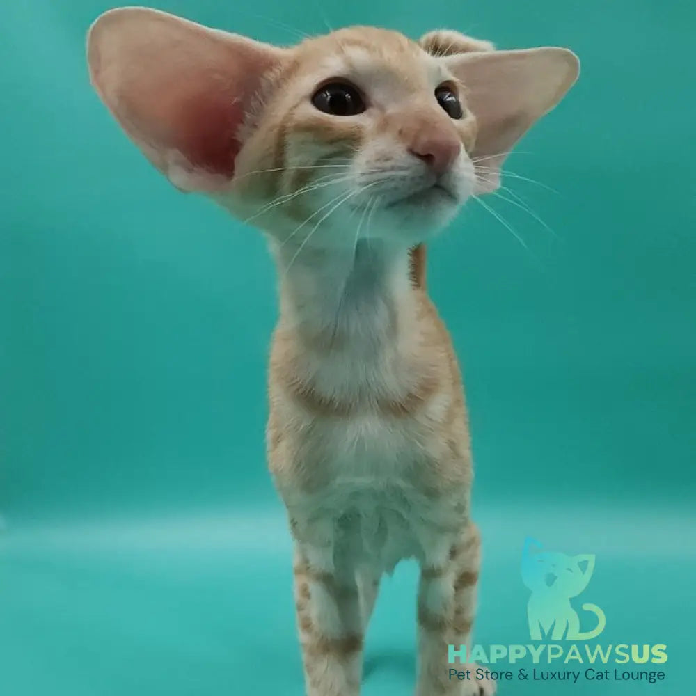 Yussuf Oriental Shorthair male red spotted tabby - live animals
