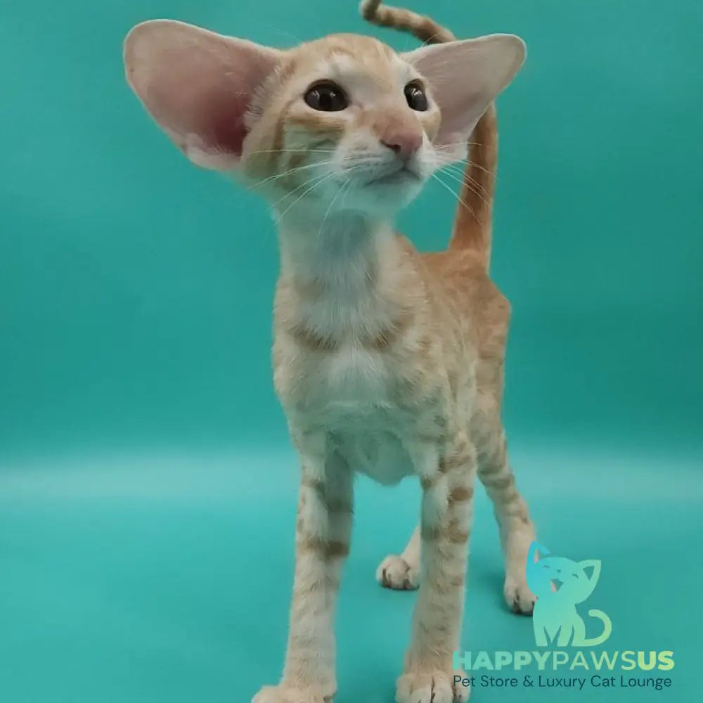 Yussuf Oriental Shorthair male red spotted tabby - live animals