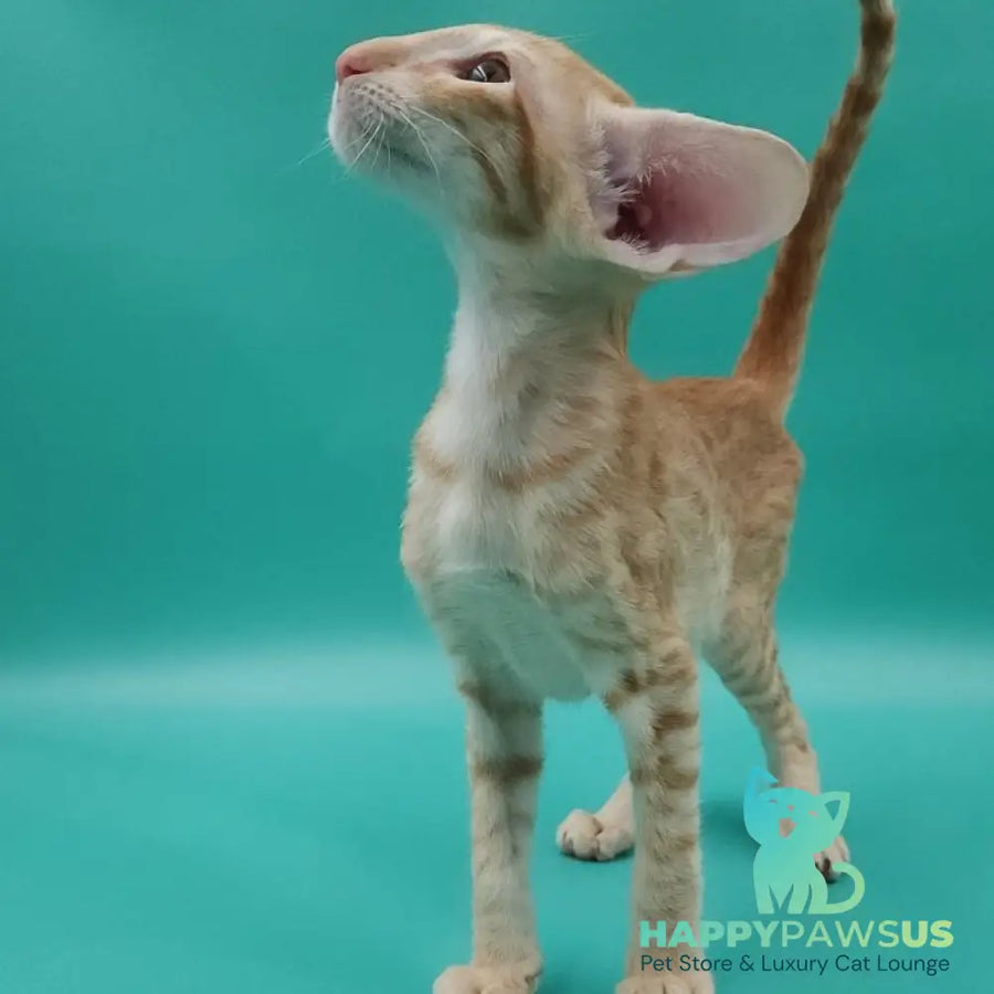 Yussuf Oriental Shorthair male red spotted tabby - live animals
