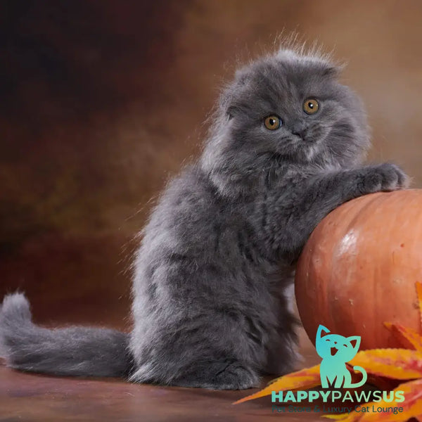 Yustina Scottish Fold female blue - live animals