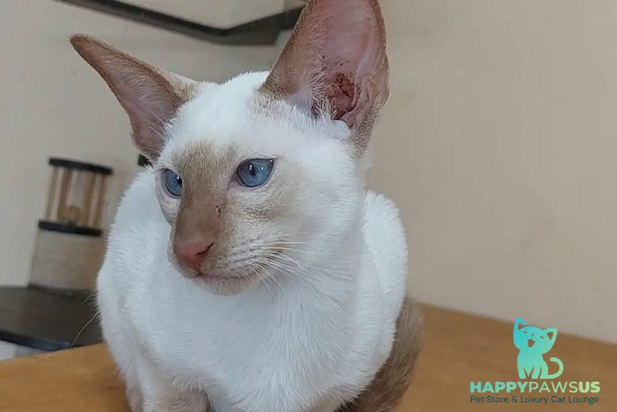 Yuvelir Siamese male cinnamon - live animals