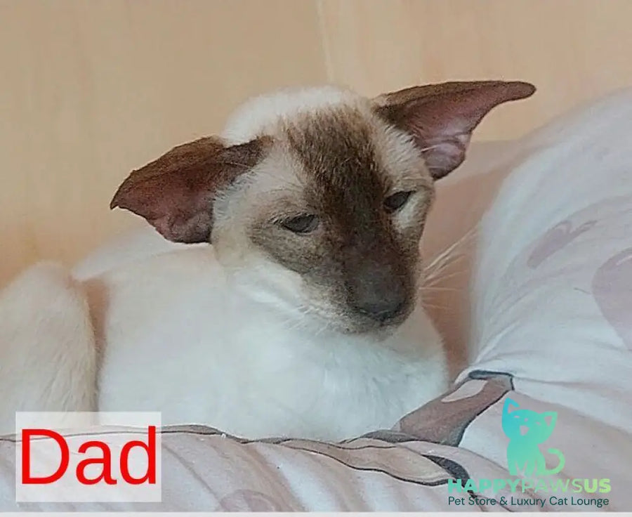 Yuvelir Siamese male cinnamon - live animals