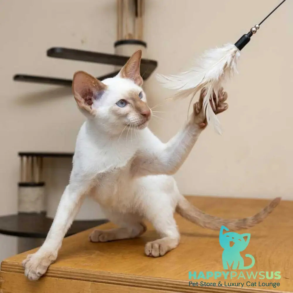 Yuvelir Siamese male cinnamon - live animals