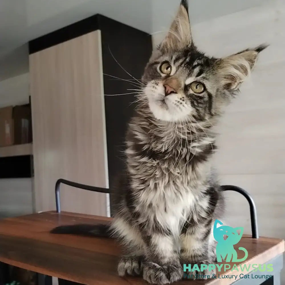 Yvaine Maine Coon polydactyl 6x6x6x6 female black tabby - live animals