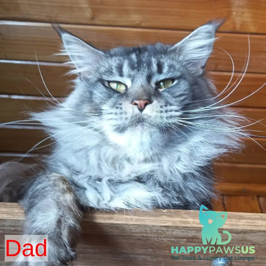 Yvaine Maine Coon polydactyl 6x6x6x6 female black tabby - live animals