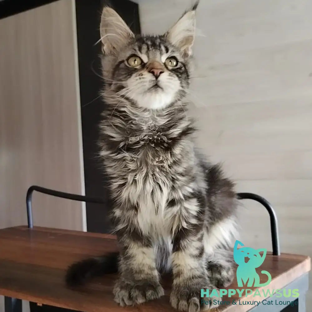 Yvaine Maine Coon polydactyl 6x6x6x6 female black tabby - live animals