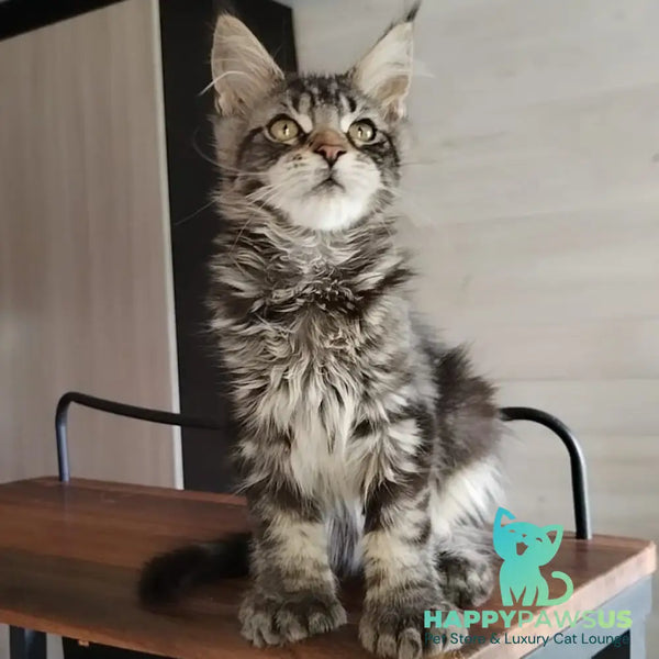 Yvaine Maine Coon polydactyl 6x6x6x6 female black tabby - live animals