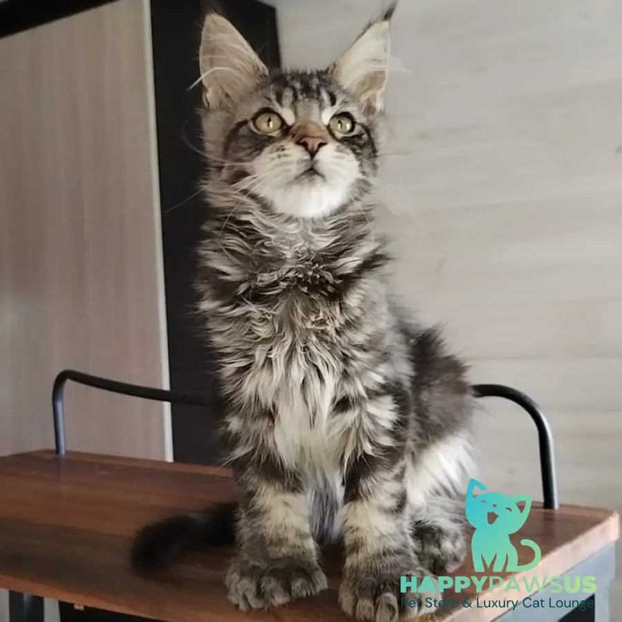 Yvaine Maine Coon polydactyl 6x6x6x6 female black tabby - live animals