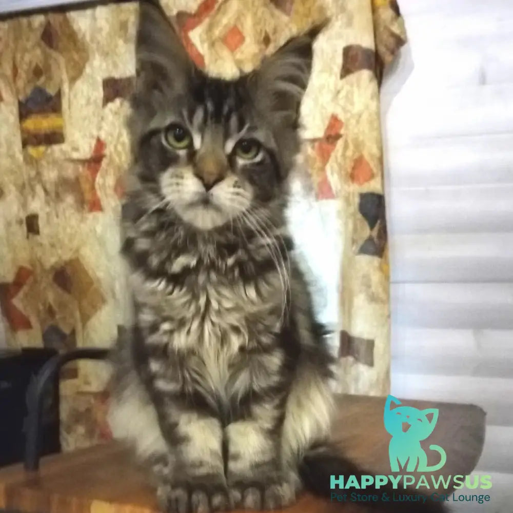 Yvaine Maine Coon polydactyl 6x6x6x6 female black tabby - live animals