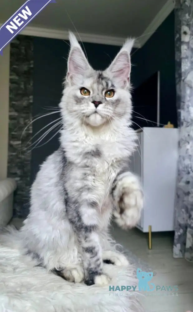 Yvela Maine Coon female black tortie blue tabby live animals