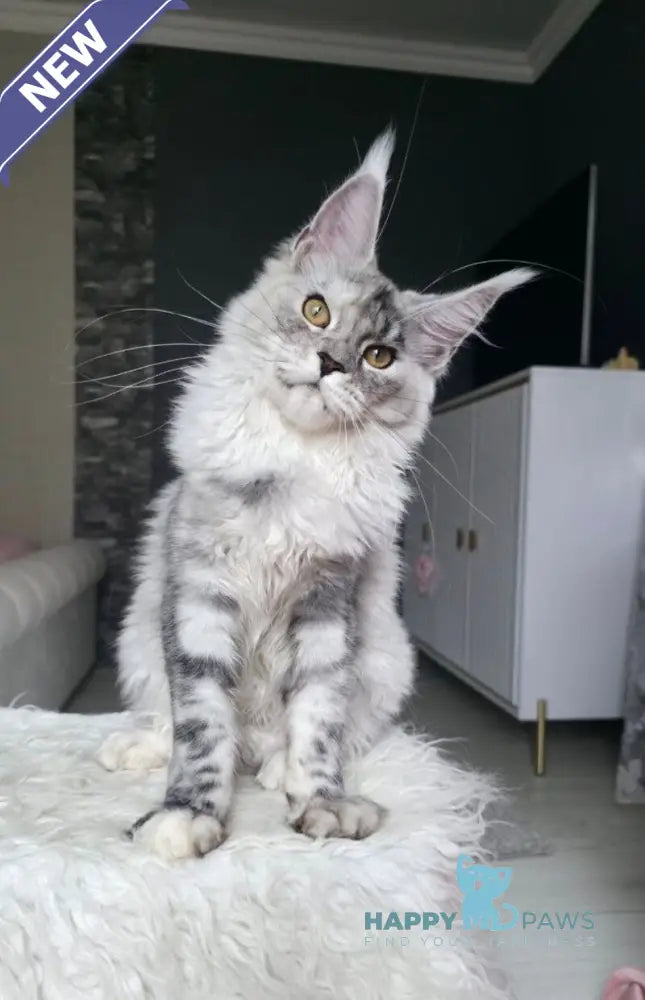 Yvela Maine Coon female black tortie blue tabby live animals