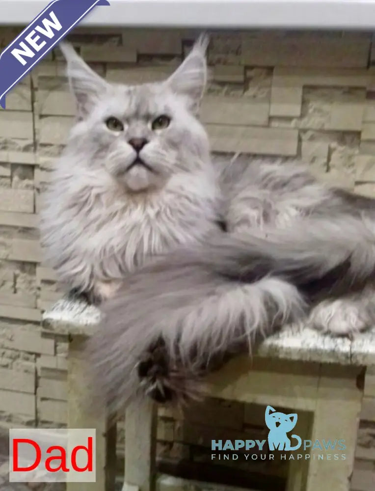 Yvela Maine Coon female black tortie blue tabby live animals