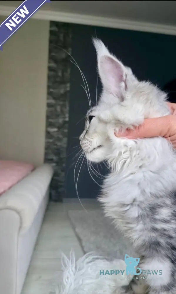 Yvela Maine Coon female black tortie blue tabby live animals