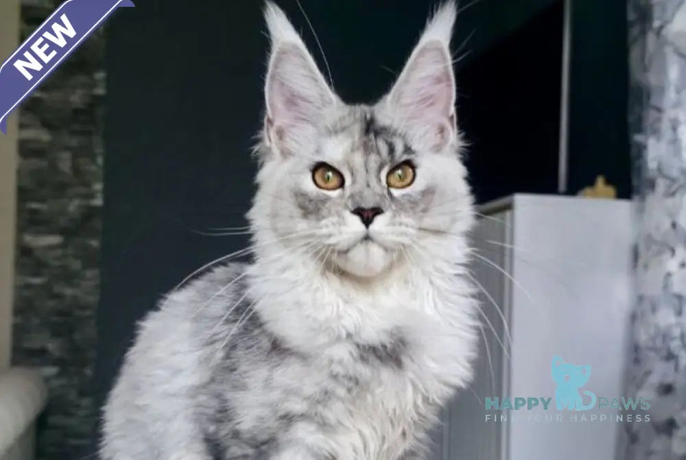 Yvela Maine Coon female black tortie blue tabby live animals