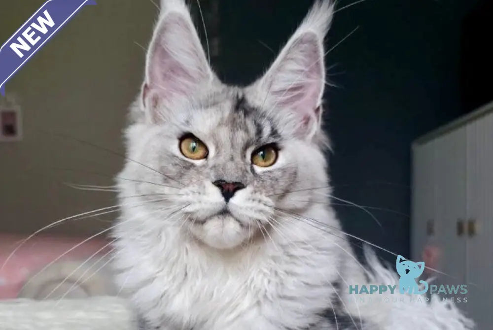 Yvela Maine Coon female black tortie blue tabby live animals